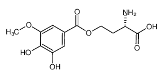 Imagem de aleurodiscoester
