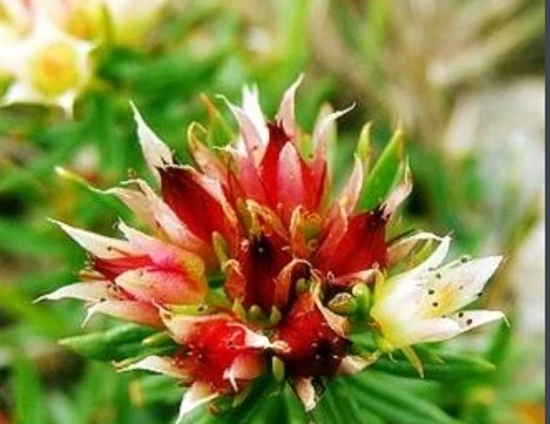 Picture of Rhodiola extract，Rhodiola Rosea P. E.，Rhodiola P.E.