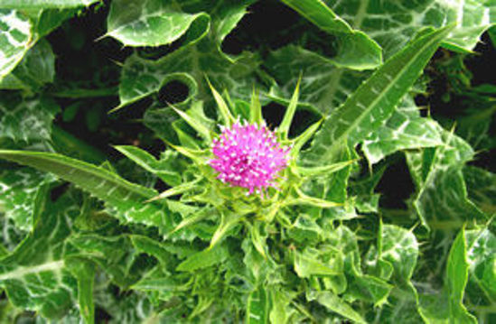 Picture of Milk Thistle Extract（Milk Thistle P.E.）