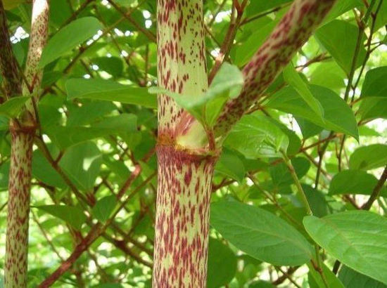 Picture of resveratrol，Polygonum cuspidatum