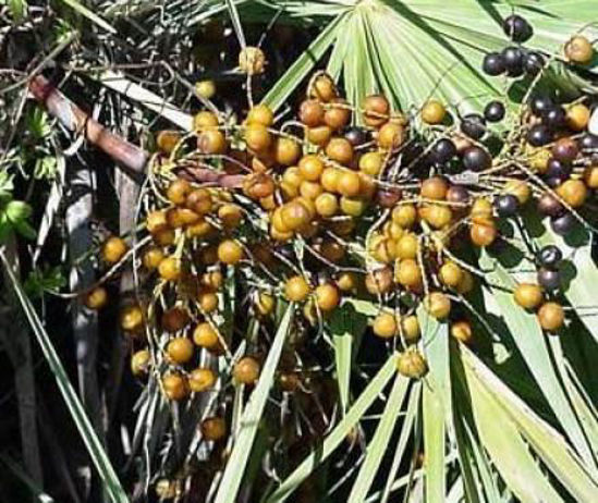 Picture of SawPalmetto extract