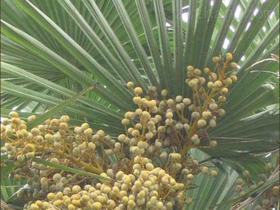 Picture of SawPalmetto extract