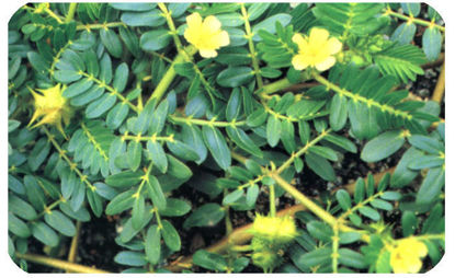 Show details for Actein，Tribulus terrestris P.E.