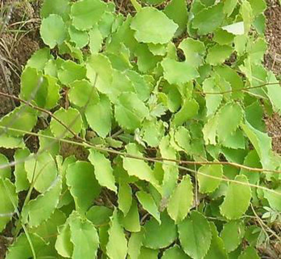 Picture of icariin（Epimedium P.E.）