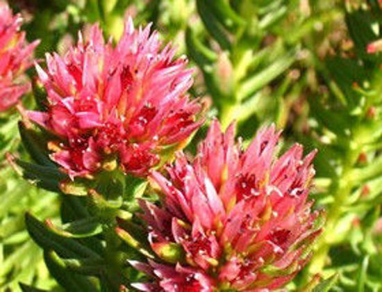 Picture of Salidroside，Rhodiola extract，Rhodiola Rosea P. E.，Rhodiola P.E.