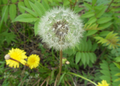 Picture of Dandelion Extract